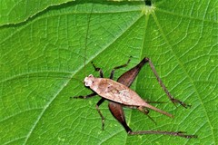 Eneoptera surinamensis
