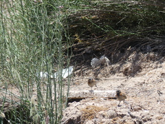 Zonotrichia capensis antofagastae