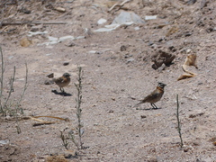 Zonotrichia capensis antofagastae
