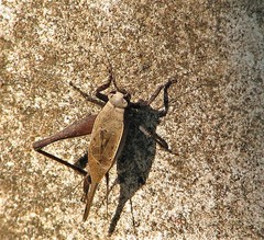 Eneoptera surinamensis