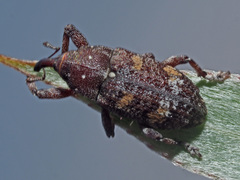Pissodes castaneus