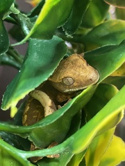 Correlophus ciliatus