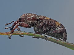 Pissodes castaneus