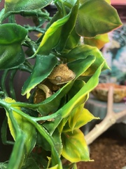 Correlophus ciliatus