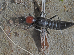 Paederidus ruficollis