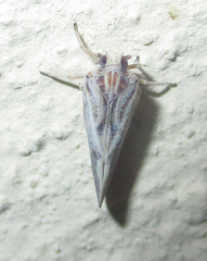 Meenoplidae