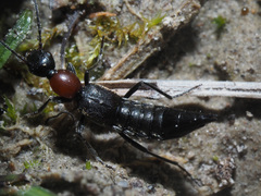 Paederidus ruficollis