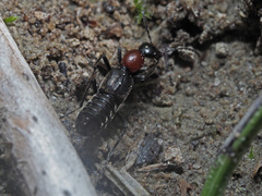 Paederidus ruficollis