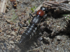 Paederidus ruficollis