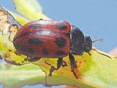 Gonioctena linnaeana