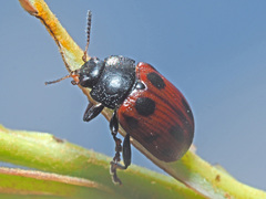 Gonioctena linnaeana