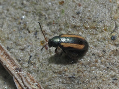 Phyllotreta vittula