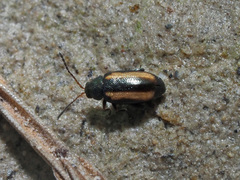 Phyllotreta vittula