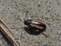 Phyllotreta vittula