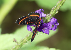 Amarynthis meneria