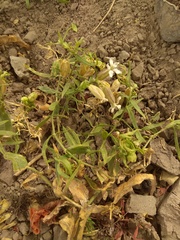Silene procumbens