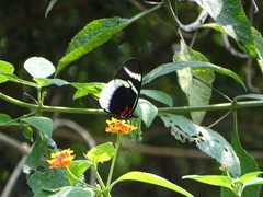Heliconius eleuchia