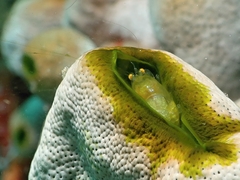 Periclimenaeus storchi