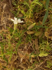 Silene procumbens