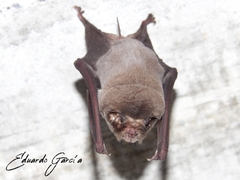 Mormoops megalophylla