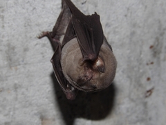 Mormoops megalophylla