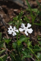 Chascanum cuneifolium