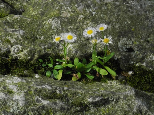 Erigeron philadelphicus