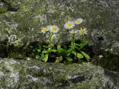 Erigeron philadelphicus provancheri