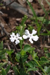 Chascanum cuneifolium