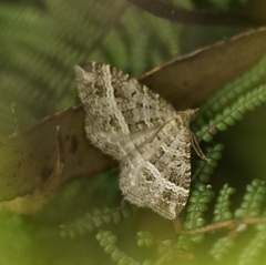 Chrysolarentia subrectaria