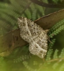 Chrysolarentia subrectaria