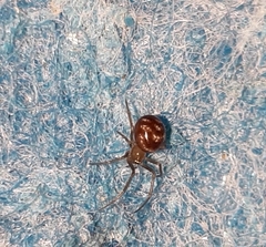 Steatoda grossa