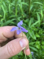 Viola affinis