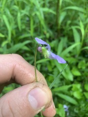 Viola affinis
