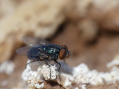 Cochliomyia
