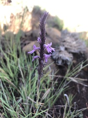 Striga bilabiata bilabiata