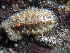 Mopalia ciliata
