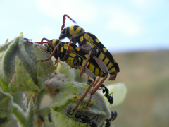 Plagionotus bobelayei