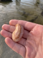 Crepidula fornicata image