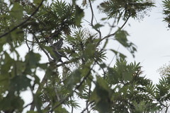 Bocconia arborea