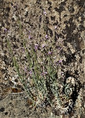 Boechera subpinnatifida