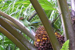 Psittacula longicauda