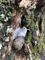 Orthalicus pulchellus