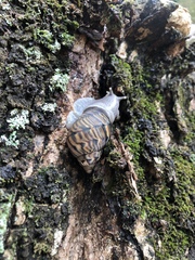 Orthalicus pulchellus