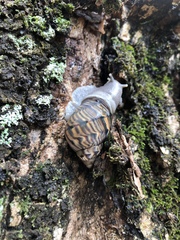 Orthalicus pulchellus