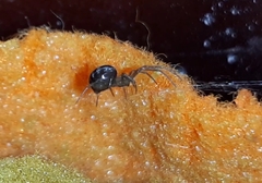 Steatoda grossa