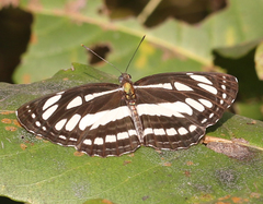 Neptis hylas varmona