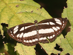 Neptis hylas varmona