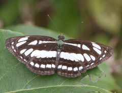 Neptis hylas varmona