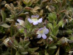 Chaenorhinum villosum